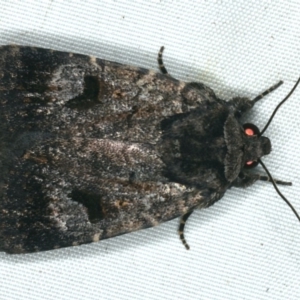 Thoracolopha verecunda at Rosedale, NSW - 16 Nov 2019 09:18 PM