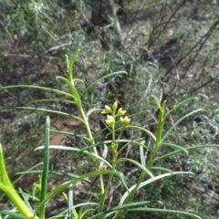 Cassinia quinquefaria (Rosemary Cassinia) at Campbell Park Woodland - 3 May 2020 by JanetRussell