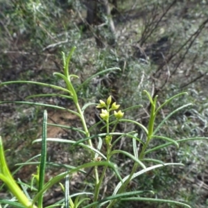 Cassinia quinquefaria at Majura, ACT - 3 May 2020 02:33 PM