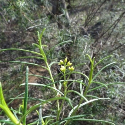 Cassinia quinquefaria (Rosemary Cassinia) at Majura, ACT - 3 May 2020 by JanetRussell