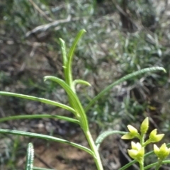 Cassinia quinquefaria at Majura, ACT - 3 May 2020 02:33 PM