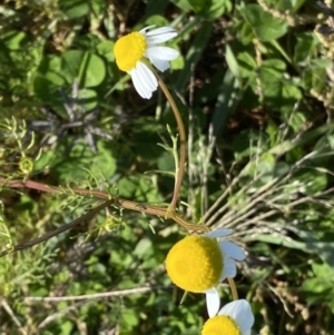 Matricaria chamomilla at Curtin, ACT - 6 May 2020