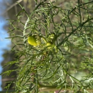 Matricaria chamomilla at Curtin, ACT - 6 May 2020