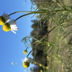 Matricaria chamomilla at Curtin, ACT - 6 May 2020