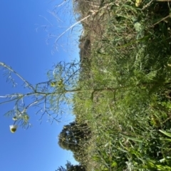 Matricaria chamomilla at Curtin, ACT - 6 May 2020
