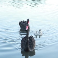 Cygnus atratus (Black Swan) at Isabella Pond - 4 May 2020 by brendo9099