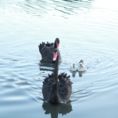 Cygnus atratus (Black Swan) at Tuggeranong Creek to Monash Grassland - 4 May 2020 by brendo9099