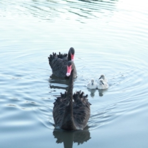 Cygnus atratus at Monash, ACT - 4 May 2020