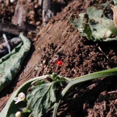 Iridomyrmex purpureus (Meat Ant) at Red Hill to Yarralumla Creek - 4 May 2020 by LisaH
