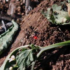 Iridomyrmex purpureus (Meat Ant) at Hughes, ACT - 4 May 2020 by LisaH