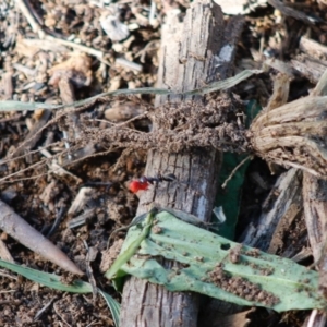 Iridomyrmex purpureus at Hughes, ACT - 4 May 2020