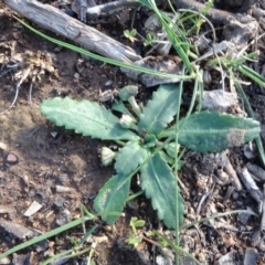 Solenogyne dominii (Smooth Solenogyne) at Mount Ainslie - 3 May 2020 by JanetRussell