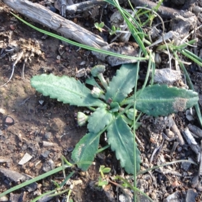 Solenogyne dominii (Smooth Solenogyne) at Campbell Park Woodland - 3 May 2020 by JanetRussell