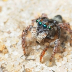 Maratus velutinus (Velvety Peacock Spider) at Murramarang National Park - 16 Nov 2016 by Harrisi