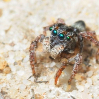 Maratus velutinus (Velvety Peacock Spider) at Maloneys Beach, NSW - 16 Nov 2016 by Harrisi