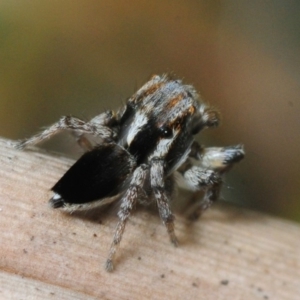 Maratus velutinus at Murramarang National Park - 16 Nov 2016 03:01 PM