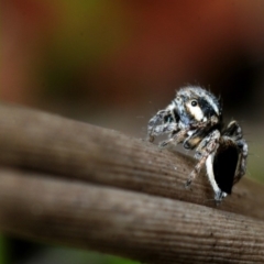 Maratus velutinus at Murramarang National Park - 16 Nov 2016 03:01 PM