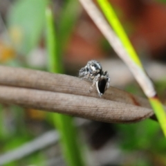 Maratus velutinus at Murramarang National Park - 16 Nov 2016