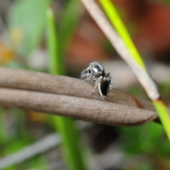 Maratus velutinus at Murramarang National Park - 16 Nov 2016 03:01 PM