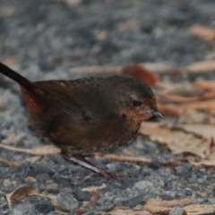 Pycnoptilus floccosus (Pilotbird) at Benandarah State Forest - 16 Nov 2016 by Harrisi