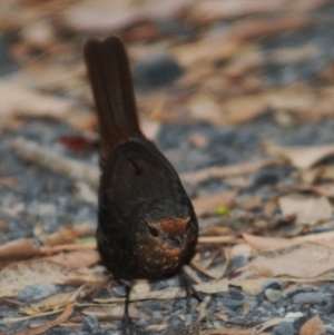 Pycnoptilus floccosus at Benandarah, NSW - 16 Nov 2016 04:06 PM