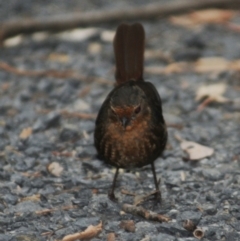 Pycnoptilus floccosus at Benandarah, NSW - 16 Nov 2016