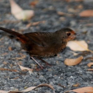 Pycnoptilus floccosus at Benandarah, NSW - 16 Nov 2016