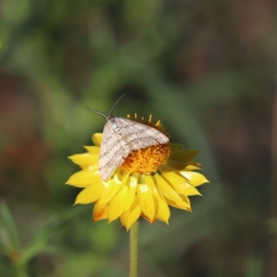 Scopula rubraria (Reddish Wave, Plantain Moth) at Mount Painter - 3 May 2020 by Tammy