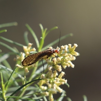Chorista australis (Autumn scorpion fly) at Mount Painter - 3 May 2020 by Tammy