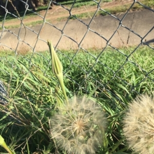 Tragopogon dubius at Ainslie, ACT - 4 May 2020