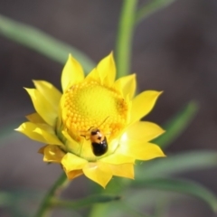 Aporocera (Aporocera) consors (A leaf beetle) at Cook, ACT - 3 May 2020 by Tammy