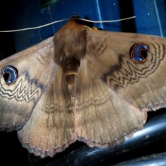 Dasypodia selenophora at Maloneys Beach, NSW - 16 Nov 2016