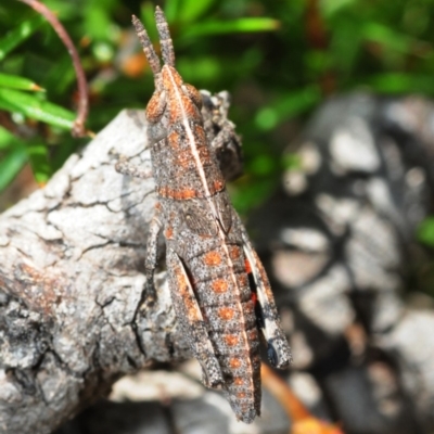 Apotropis tricarinata (Eastern striped grasshopper) at Lower Boro, NSW - 16 Nov 2016 by Harrisi