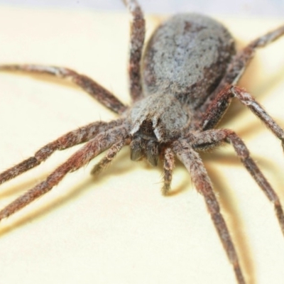 Argoctenus sp. (genus) (Wandering ghost spider) at Goorooyarroo NR (ACT) - 2 Oct 2016 by Harrisi