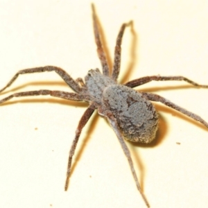 Argoctenus sp. (genus) at Throsby, ACT - 2 Oct 2016