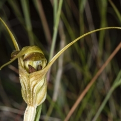 Diplodium laxum (Antelope greenhood) at The Pinnacle - 1 May 2020 by DerekC