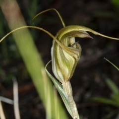 Diplodium laxum at Hawker, ACT - 1 May 2020