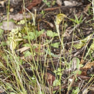 Diplodium laxum at Hawker, ACT - 1 May 2020