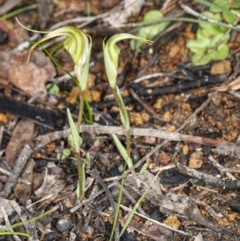 Diplodium laxum at Hawker, ACT - 1 May 2020