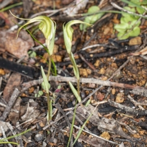 Diplodium laxum at Hawker, ACT - 1 May 2020