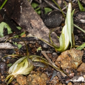 Diplodium laxum at Hawker, ACT - 1 May 2020