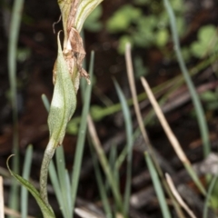 Diplodium sp. (A Greenhood) at The Pinnacle - 1 May 2020 by DerekC