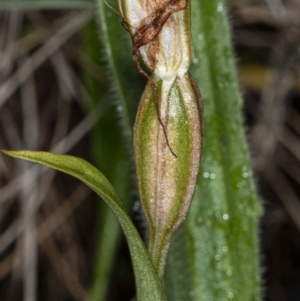 Diplodium sp. at Hawker, ACT - suppressed