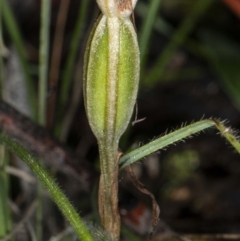 Diplodium sp. at Hawker, ACT - suppressed