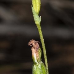 Speculantha rubescens (Blushing Tiny Greenhood) at Black Mountain - 2 May 2020 by DerekC