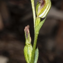 Speculantha rubescens at Acton, ACT - 2 May 2020