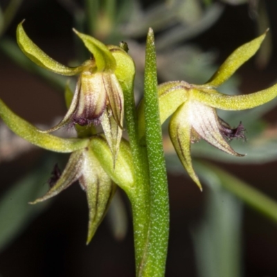 Corunastylis cornuta (Horned Midge Orchid) at Black Mountain - 2 May 2020 by DerekC