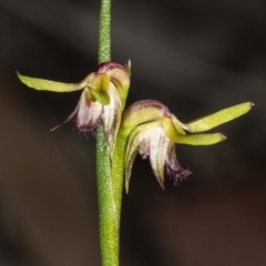 Corunastylis cornuta at Hackett, ACT - 2 May 2020