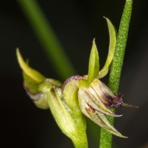 Corunastylis cornuta at Hackett, ACT - 2 May 2020