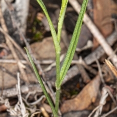 Bunochilus sp. (Leafy Greenhood) at Hackett, ACT - 2 May 2020 by DerekC